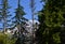 Panorama Volcanic Mountain Landscape in Mount Rainier National Park in Washington