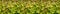 Panorama of a wall of textured decorative green leaves.