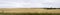 Panorama wheat field