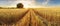 Panorama of wheat field at sunset