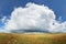 Panorama of wheat and poppy meadow