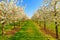 Panorama of a white blooming symmetrical cherry tree plantation