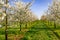 Panorama of a white blooming symmetrical cherry tree plantation