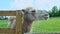 Panorama of white camel chews in paddock with meadow