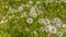 Panorama White dandelions thriving near a rocky creek surrounded by lush green foliage