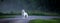 Panorama with a white dog on a country road with mist