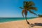 Panorama of wide, sandy beach on a tropical island with a coconut palm tree. The beautiful beach of Playa Ancon near Trinidad, Cub