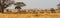 Panorama of wildebeast herd grazing