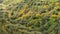 Panorama. Winding road leads down to autumnal coloured trees in Andalucia.