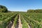 Panorama of Wine fields of Bordeaux french vine in chateau Margaux in MÃ©doc