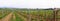 Panorama of wineyards in spring