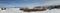 Panorama, winter aspens in snowfields