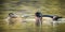 Panorama of wood duck couple.