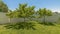 Panorama Yard of a home with lush grasses and small trees against blue sky on a sunny day