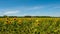 Panorama Yellow field of flowers of sunflowers against blue sky .