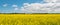 Panorama of yellow field rapeseed (Green Gables Shore, Prince Ed