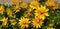 Panorama of the yellow flower bush rudbeckia hirta