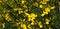 Panorama of yellow flowers Spartium junceum