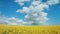PANORAMA: Yellow rapes flowers and blue sky with