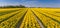 Panorama of yellow tulips and turbines in Flevoland