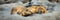 Panorama of young male lion lying sleeping