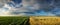 Panorama of young sunflower and wheat fields