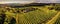 panoramic aerial view of a vast vineyard, with rows of grapevines stretching to the horizon, lush green foliage panorama