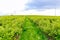 Panoramic agricultural landscapes. Amazing view of currant field. Panoramic view of the fruit plantation.