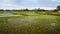 Panoramic agriculture view of green rice fields.