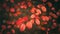 Panoramic Artistic Autumn Nature Image with red leaves