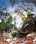 Panoramic Autumn moody dark forest dramatic nature environment scenic view of falling tree and roots october rainy day time