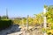 Panoramic autumn view of the Monferrato, Calosso