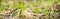 Panoramic banner background with a close up wildflowers in woodland. Beautiful natural landscape. Selective focusing on