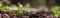 Panoramic banner background with a close up wildflowers in woodland. Beautiful natural landscape. Selective focusing on