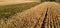 Panoramic banner image of agricultural fields of corn and sunflower. Rural landscape