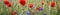 Panoramic banner with red poppy and blue cornflowers on meadow in summer, horizontal flower border, AI generative