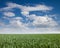 Panoramic beautiful landscape grass and cloud