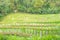 Panoramic beautiful view of green rice terraces. agronomic indonesian natural background. Rice fields and tropical plants