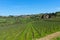 Panoramic beautiful view of Radda in Chianti and vineyards and olive trees in the Chianti region, Tuscany, Italy.