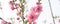 Panoramic blooming peach flower blossom isolated on white background