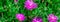 Panoramic blossom bush of Karkalla or Australian pig face flower succulent leaves and deep purple color