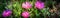 Panoramic blossom bush of Karkalla or Australian pig face flower succulent leaves and deep purple color