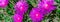 Panoramic blossom bush of Karkalla or Australian pig face flower succulent leaves and deep purple color