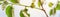 Panoramic blossom yellow persimmon flower and young leaves on tree branch against cloud blue sky