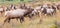 Panoramic of bull elk and harem