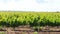 Panoramic camera passage through the vineyard