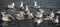 Panoramic close up of a group of gulls on the water with wings open and flapping