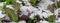 Panoramic close up red mustard greens in snow covered freezing growing at allotment in Dallas, Texas