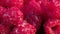 Panoramic close-up of ripe fresh red raspberries, with water drops