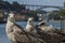 Panoramic closeup shot of gulls sunbathing in front of the river